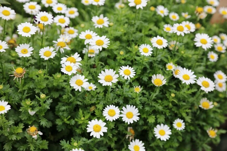 花の中央が黄色、花びらが白のノースポール