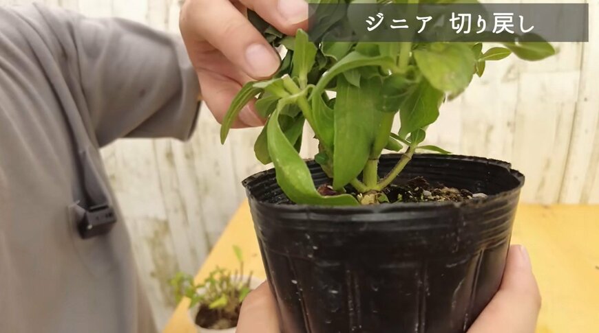 ジニアの切り戻し動画のワンシーン