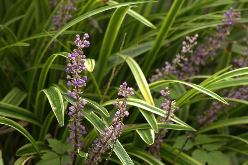 紫の小花を穂状に咲かせているヤブラン。緑色の葉の縁はクリーム色