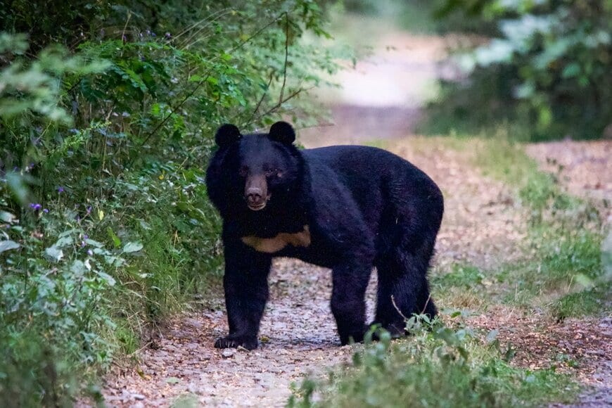 舗装されていない道路を歩くツキノワグマ
