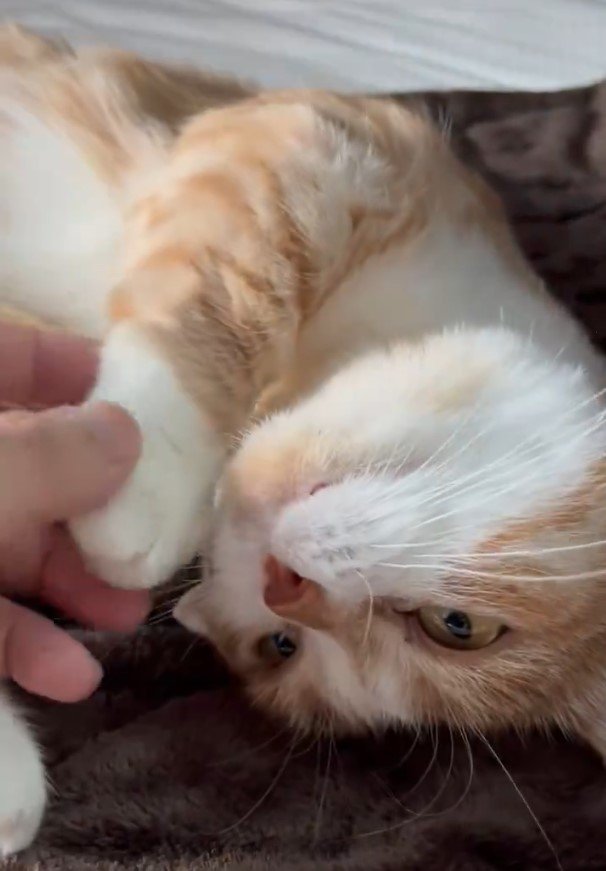 飼い主になでられる猫