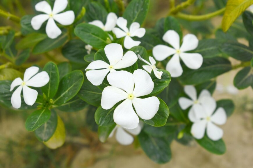 白い花を咲かせている、ニチニチソウ