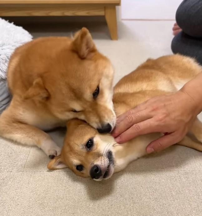 たたまれた耳を探す柴犬