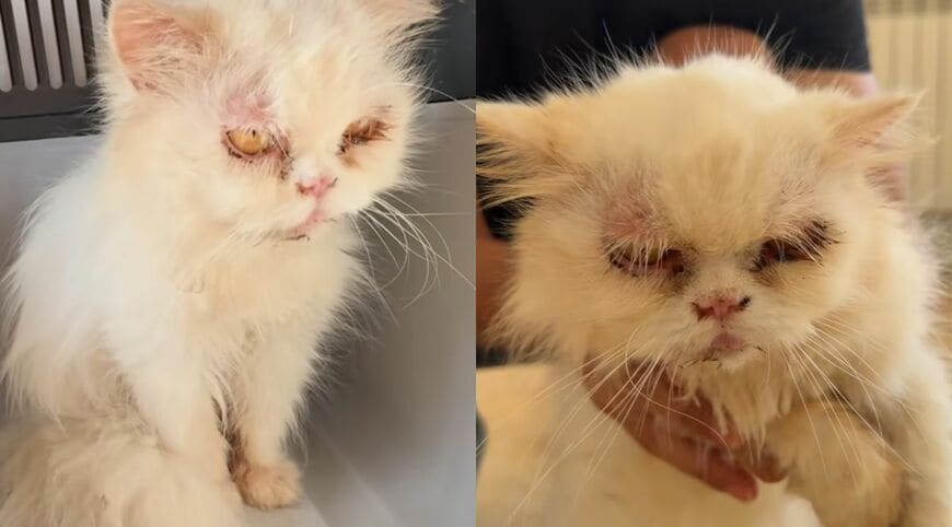 出所：<u><a href="https://www.youtube.com/watch?v=gwr1I8yahmc" target="_blank">@ExtremeAnimalRescue</a></u>