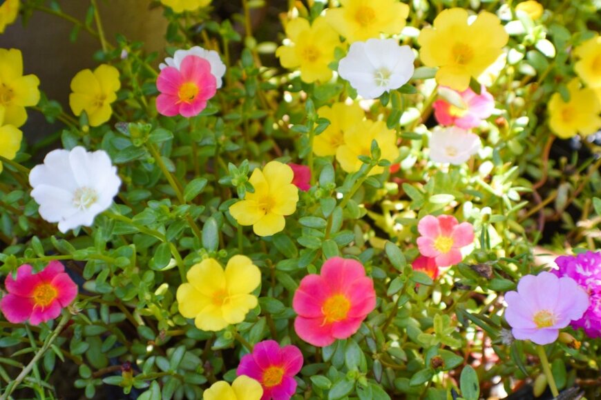 黄色、ピンク、白の花を咲かせている、ポーチュラカ