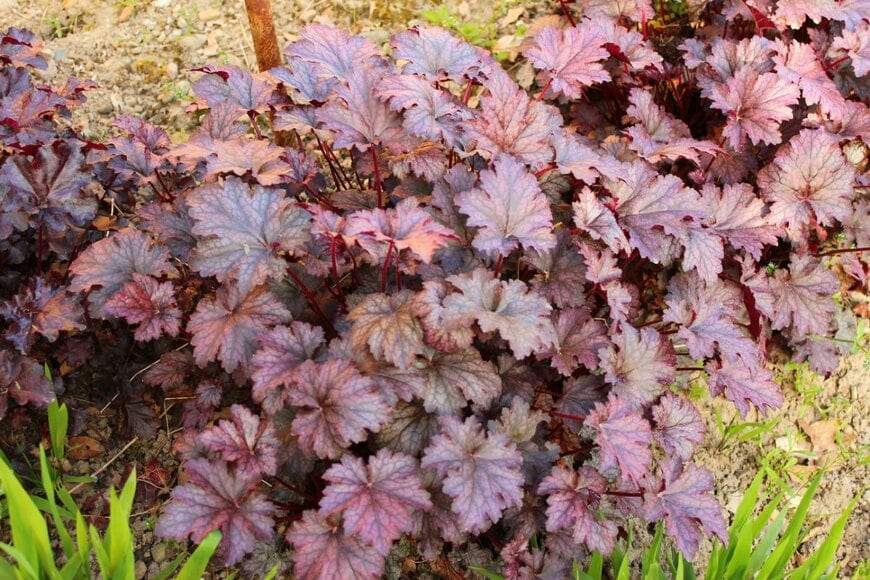 オレンジがかった銅色の葉を広げている、ヒューケラ 