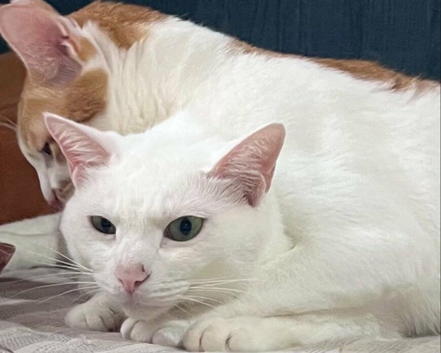 同居猫と一緒に写るソウくん