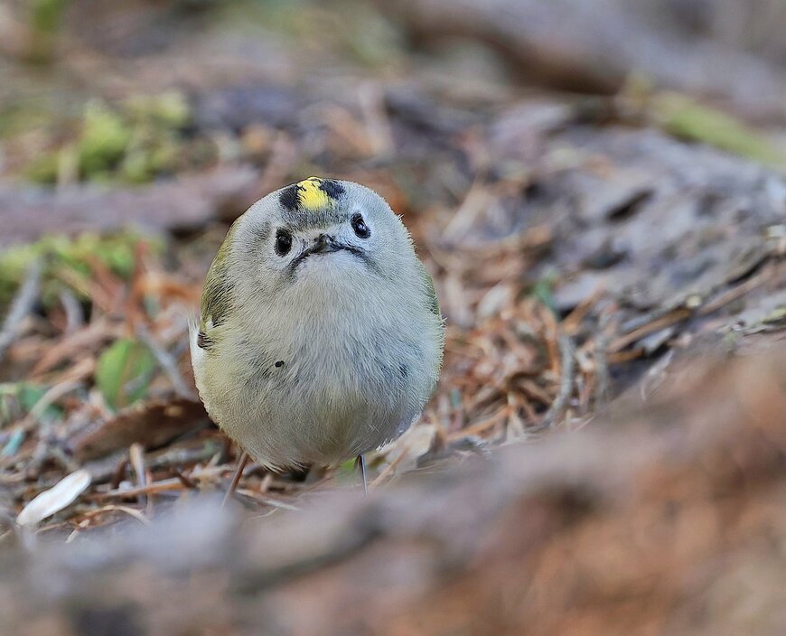 日本最小の鳥キクイタダキ