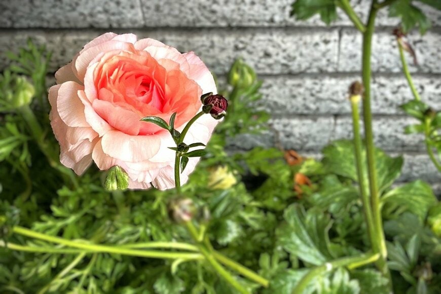 幾重にも重なる花びらが美しいラナンキュラス