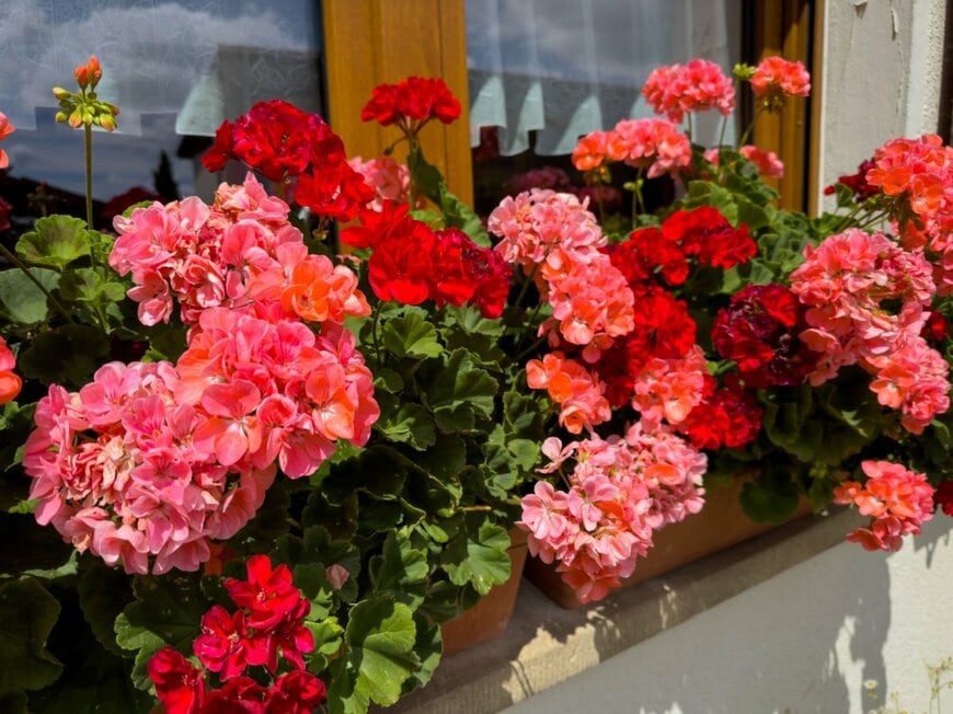 赤やサーモンピンクの花を咲かせている、ゼラニウム