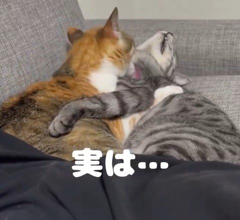 猫撮影中
