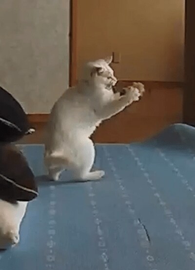 お留守番カメラに映った猫