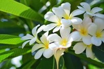 【真夏に強い花】毎年咲く「トロピカルな花」多年草＆花木9選！憧れの南国リゾート風ガーデン