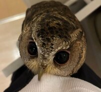 【甘えん坊なフクロウ】きゅるるん目で引き留める姿が可愛すぎると話題！「ママ仕事行かないで」