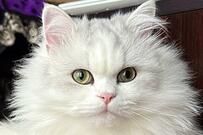 妻が昼寝から飛び起きると…フリーズする猫に爆笑「吉本新喜劇」