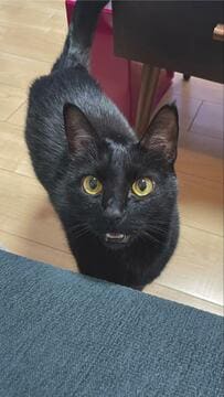 「どちたん？」と声をかけたくなる猫ちゃん…絶望の表情がユニークすぎて思わず二度見