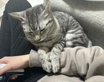 ゲームに夢中になる飼い主さんを見た猫　まさかのかわいすぎる行動に2万いいね