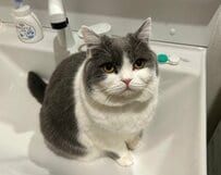 「偉すぎる」毎日飼い主さんのお風呂上がりを”出待ちする”猫→健気な様子に癒される