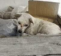 山積みになったゴミと共に座っていた犬「危うい状態」で救助→待ち受けていた未来に目頭が熱くなる