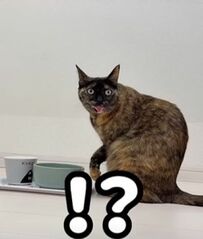  「思ったより出てたwww」振り返った時に思わず舌が出ちゃった猫ちゃんの姿にSNSユーザーが爆笑