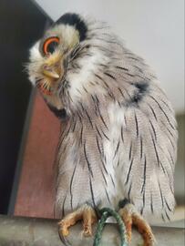 【妖怪みたいなフクロウ】まるでファンタジーの世界のよう！迫力の表情に飼い主さんも泣き笑い！