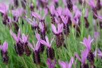 【次回6月支給分から増額】厚生年金＋基礎年金「ひとりで月額15万円（年額180万円）」のラインに届く人は何パーセント？