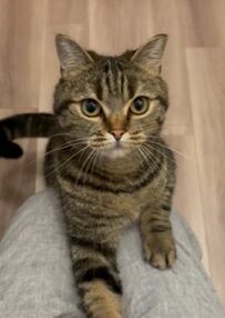 猫におやつをあげ忘れたら　まさかの「催促」があまりにも可愛い