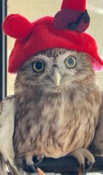 【イースターのコスプレを楽しむフクロウ】「カチューシャ飛ばし発動」に笑いが止まらない！