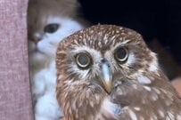 【相手をしてくれない…】猫にスルーされたフクロウ　飼い主に「訴える表情」に思わずほっこり