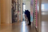 寝起きの「猫2匹」の動きの違いが話題　正反対の様子がかわいい