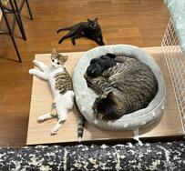 先輩猫に寝床を譲ってもらった子猫　まさかすぎる「寝相」にツッコミ