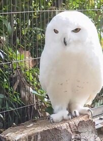 【東武動物公園】「#なかなか見れないよ」シロフクロウが"ペリット"を吐き出す決定的瞬間に撮影成功！（埼玉県）
