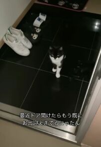 「気配を感じてドアの前で待ってる」飼い主さんを出迎える猫ちゃんたちにSNSユーザーがほっこり