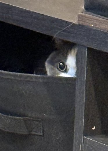 どこにいるかわかる？収納ボックスに溶け込む猫ちゃんが「可愛い」と