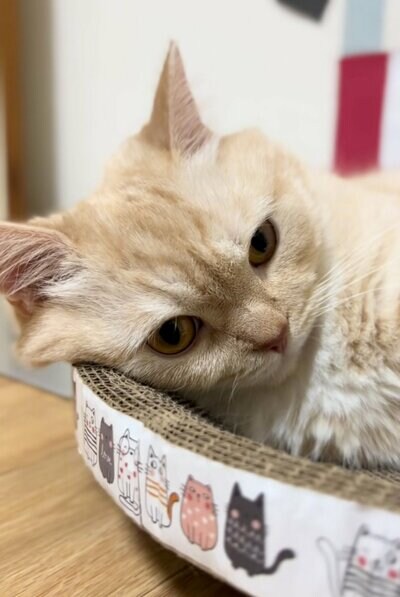 眠そうな縫くん