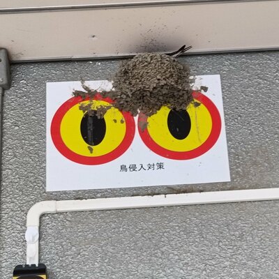 「鳥侵対策」と書かれた場所にツバメの巣が…
