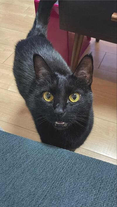 元気のよいお顔をしたノアールちゃん