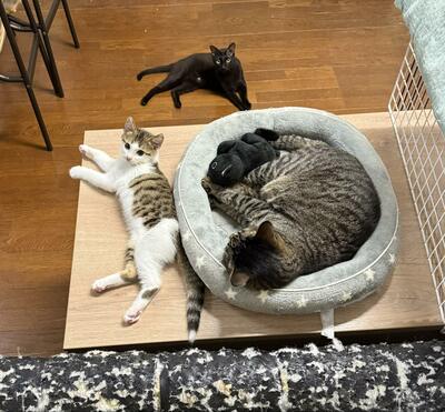子猫ではなく「ぬいぐるみ」を入れてあげていた先輩猫