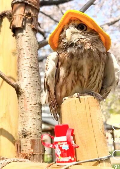 投稿動画のワンシーン