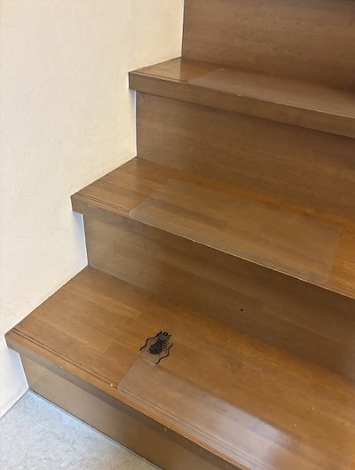 投稿の画像