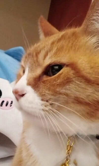 カメラを近づけても動じません