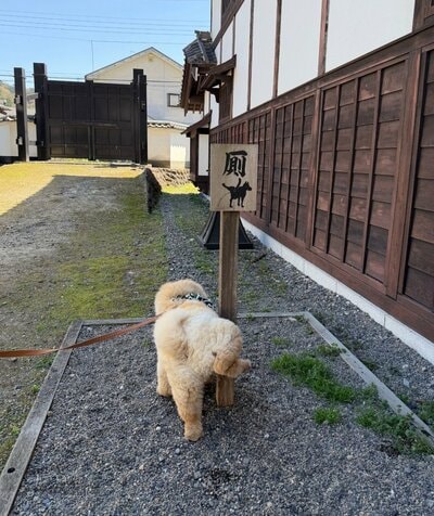 投稿の画像