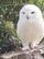 【東武動物公園】「#なかなか見れないよ」シロフクロウが"ペリット"を吐き出す決定的瞬間に撮影成功！（埼玉県）