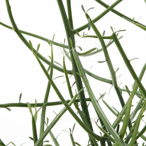 ミルクブッシュ 白丸鉢入り