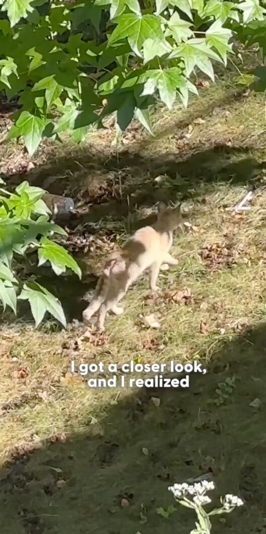 身体に傷を負った野良猫を保護→治療を乗り越え幸せに暮らす姿に思わず涙