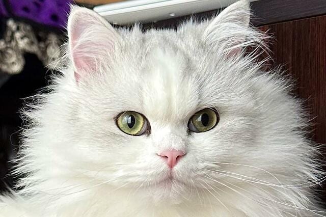 妻が昼寝から飛び起きると…フリーズする猫に爆笑「吉本新喜劇」