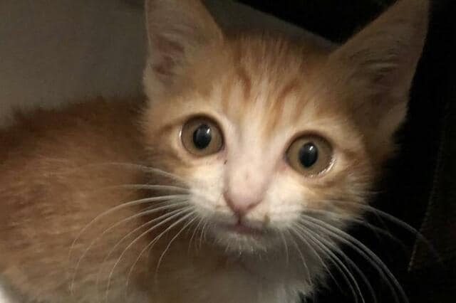 近所をヨタヨタと歩いていた子猫　保護から約2年…奇跡の成長姿に「天使」の声
