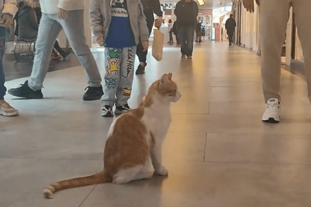 「トルコ」のショッピングモールで撮影された猫　当たり前のようにエスカレーターに乗る姿が話題