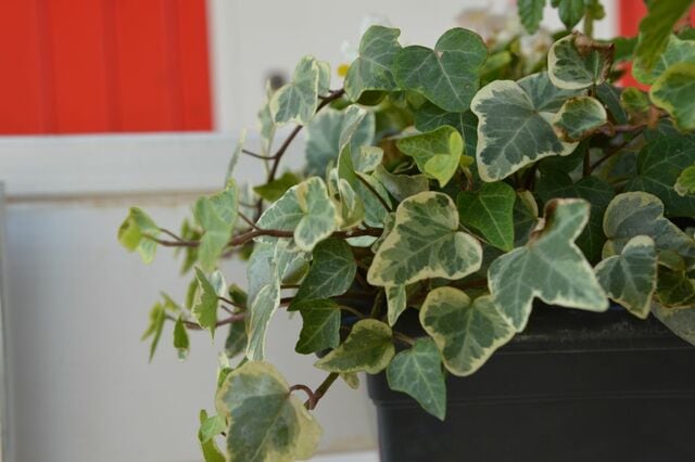 たった1鉢で「日陰の狭い庭やベランダ」が一年中おしゃれ！鉢植えで育つ《常緑つる植物》3選