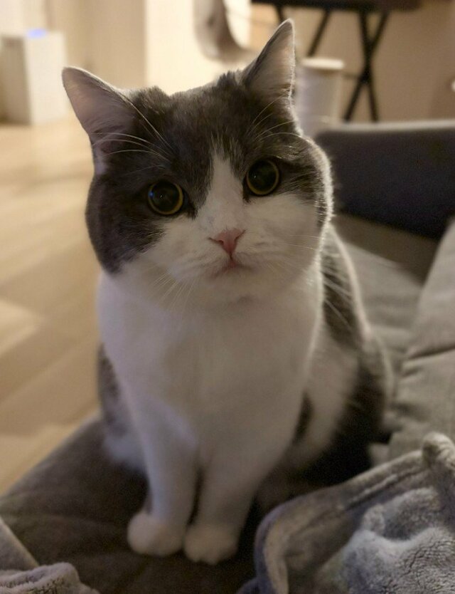 【猫のハニートラップ】帰宅すると仰向けで待つ猫　魅惑のポーズに隠された罠とは